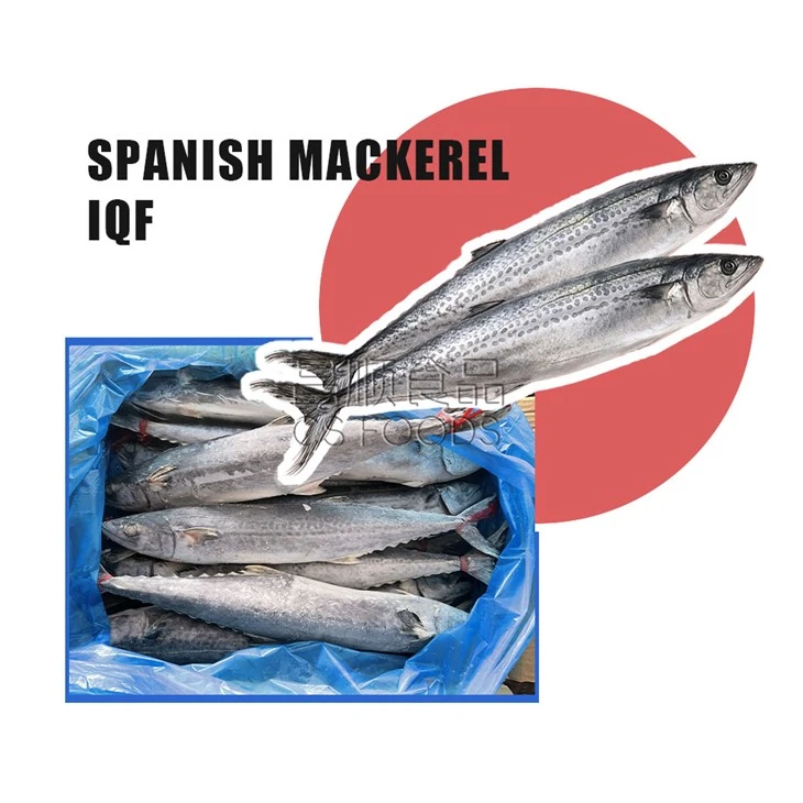 WR Frozen Spanish Mackerel