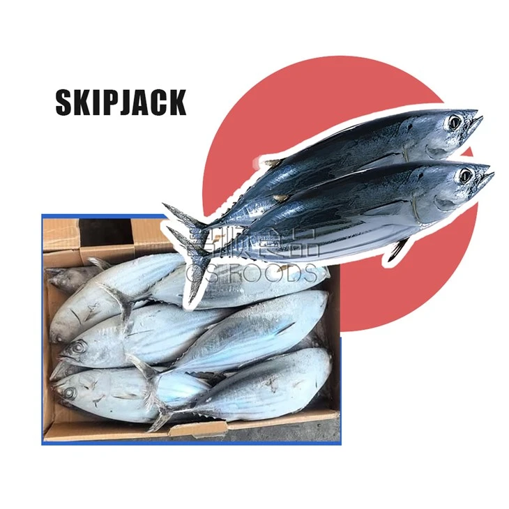 Sea Frozen Skipjack